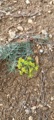Euphorbia seguieriana