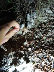 Limax millipunctatus