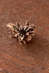 Hyllus semicupreus