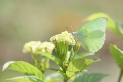 Catopsilia pomona