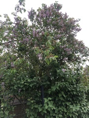 Syringa