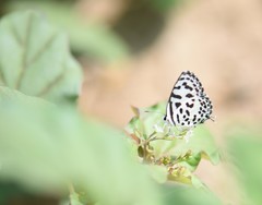 Castalius rosimon