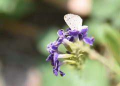 Zizeeria karsandra