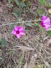 Convolvulus althaeoides althaeoides