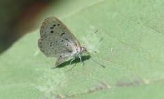 Zizeeria karsandra