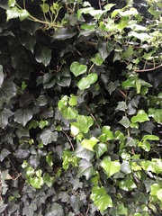 Hedera