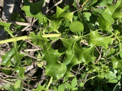 Acanthus ilicifolius