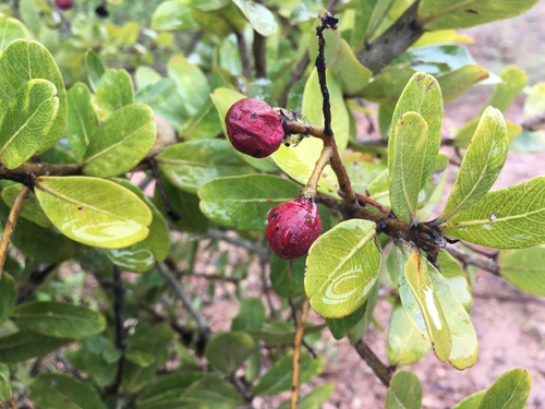 Buchanania siamensis, 2022-04-02