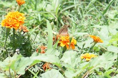 Junonia lemonias