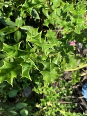 Acanthus ilicifolius