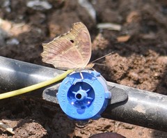 Junonia lemonias