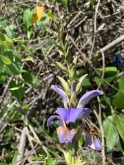 Acanthus ilicifolius