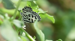 Castalius rosimon