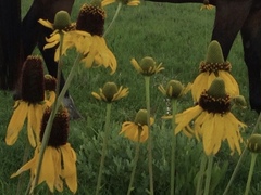 Rudbeckia texana