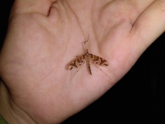 Mischoderus annuliferus