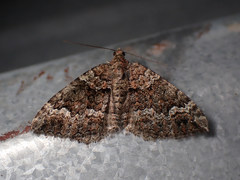 Chrysolarentia gypsomela