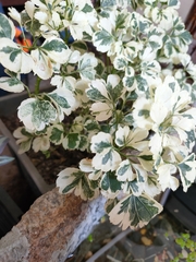 Polyscias balfouriana