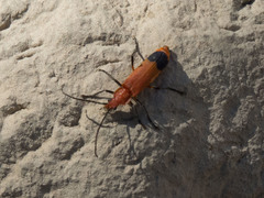 Chauliognathus lecontei