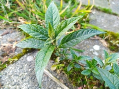 Buddleja davidii