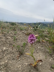 Anacamptis pyramidalis