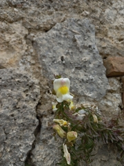 Antirrhinum siculum