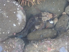 Ruanoho decemdigitatus