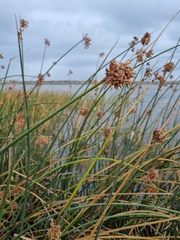 Schoenoplectus scirpoides