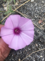 Convolvulus althaeoides althaeoides