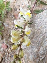 Antirrhinum siculum