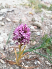 Anacamptis pyramidalis