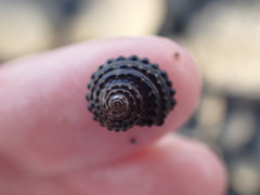 Diloma bicanaliculatum