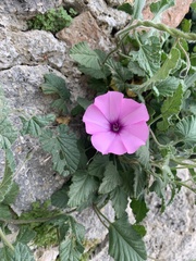 Convolvulus althaeoides althaeoides