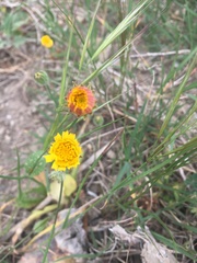 Asteraceae