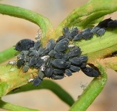 Aphis jacobaeae