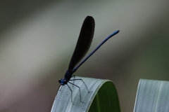 Calopteryx maculata image
