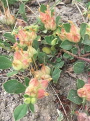 Tripodion tetraphyllum