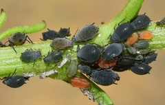 Aphis jacobaeae