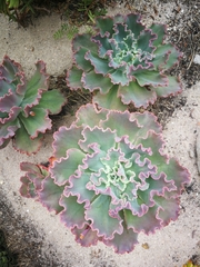 Gibbiflorae