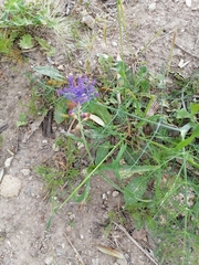 Muscari comosum