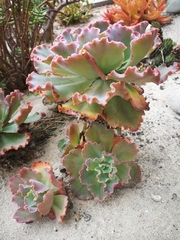 Gibbiflorae