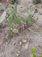 Opuntia ficus-indica