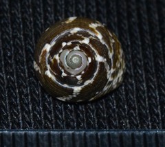Steromphala adansonii