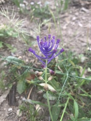 Muscari comosum