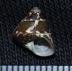 Steromphala adansonii