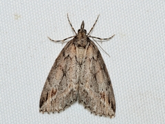 Mictodoca toxeuta