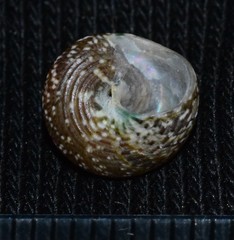 Steromphala adansonii