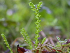 Selaginella nipponica