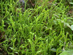 Selaginella nipponica
