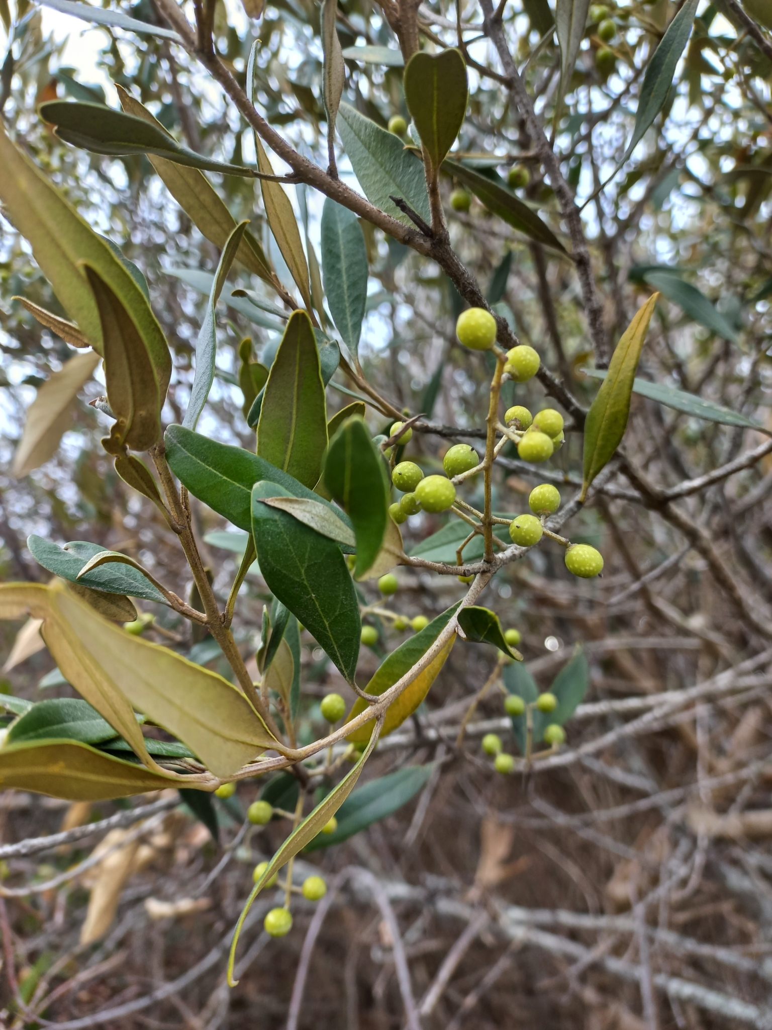 Olea