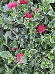Mesembryanthemum cordifolium